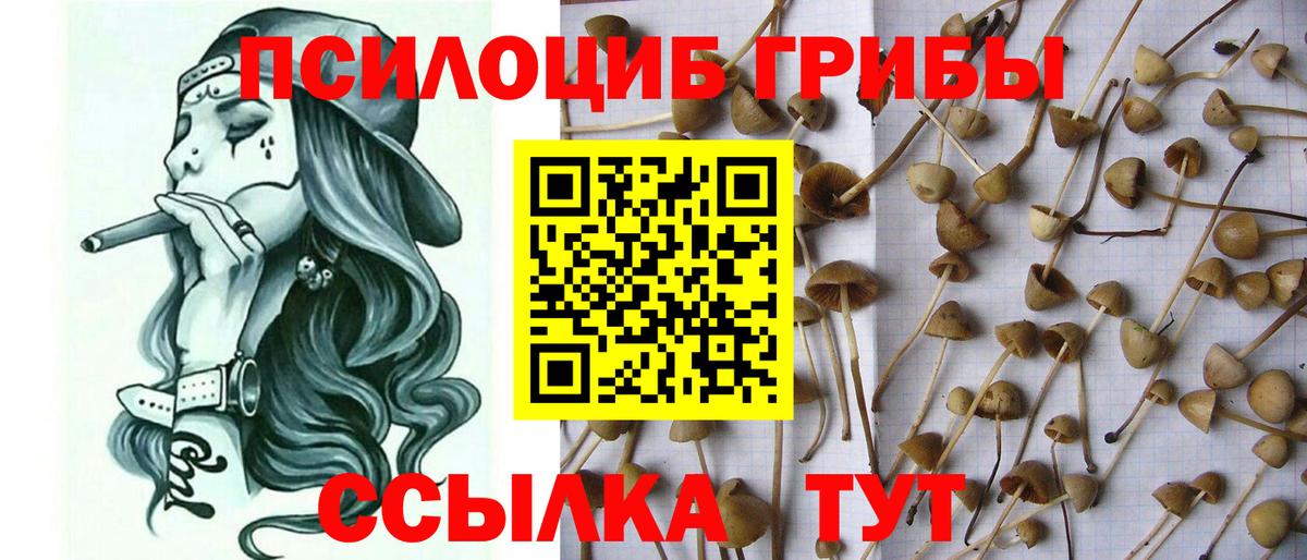 Галлюциногенные грибы GOLDEN TEACHER  Вход с VPN  наркотики  Кирово-Чепецк  Галлюциногенные грибы Cubensis 
